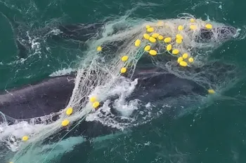 Shark nets